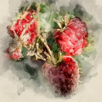 Raspberry on a branch Stock Illustration