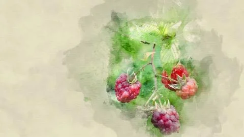 Raspberry on a branch Stock Illustration