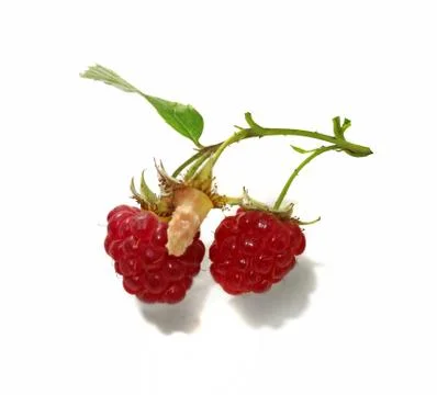 Raspberry branch isolated on white background. Foto stock