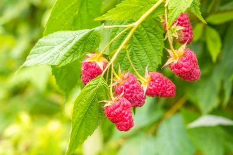 Raspberry on a branch Stock Photos