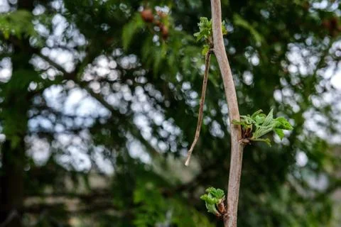 Raspberry branch Foto stock