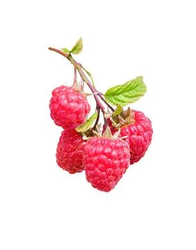 Raspberry on a branch. Stock Photos