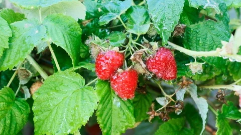 Raspberry on a Branch in the Rain Видео 113544694