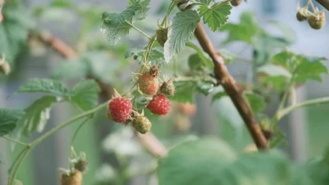 Raspberry on a Branch in the Rain Видео 151335360