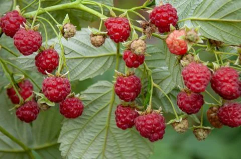 Raspberry branch with red raspberries on a background of green leaves Stock Photos