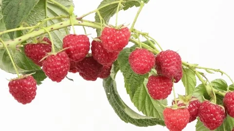 Raspberry branch on white. Movement from left to right. Side view Stock Footage 171351118