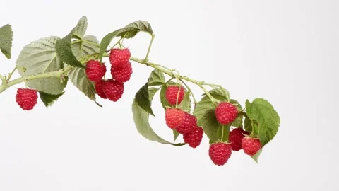 Raspberry branch on white. Side view. Stock Footage 164471295