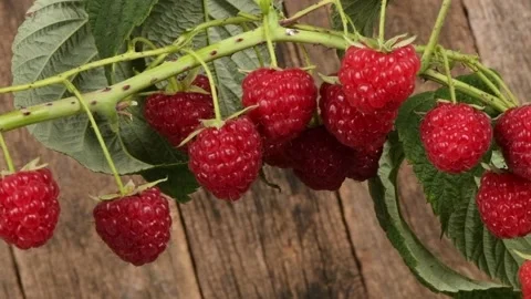 Raspberry branch on a wooden background. Side view. Stock Footage 164473326