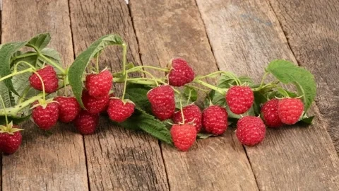 Raspberry branch on a wooden background. Side view Stock Footage 164483302