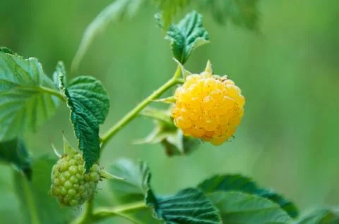 Raspberry branch with yellow raspberries on a background of green leaves Stock Photos