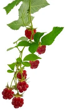 Raspberry branches with berries and leaves. fresh raspberries .Healthy and .. Stock Photos
