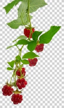 Raspberry branches with berries and leaves. fresh raspberries .Healthy and .. Stock Photos