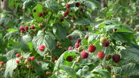 Raspberry branches with ripe fruits in  wind Stock Footage 95269600