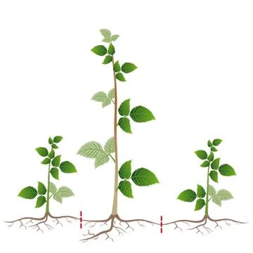 Raspberry breeding is shown by root suckers on a white Stock-Illustration