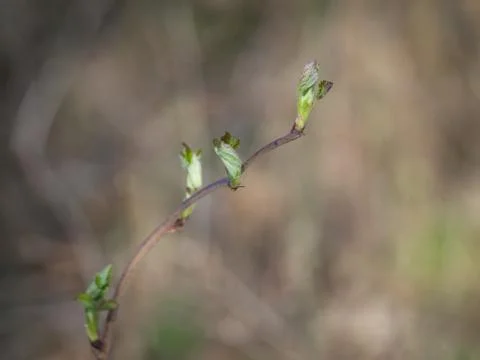 Raspberry with buds Stock Photos