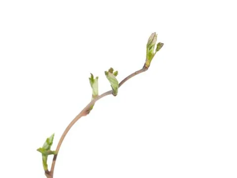 Raspberry with buds Stock Photos