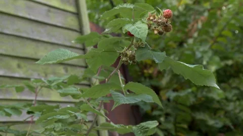 Raspberry bush 2 Stock Footage 325612149