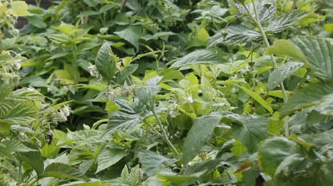 Raspberry bush 6643-01 Stock Footage 25598704