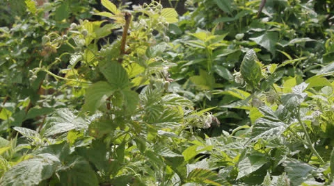 Raspberry bush 6643-02 스톡 동영상 25598691