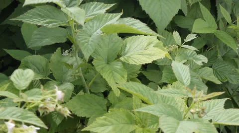 Raspberry bush 6644 Stock Footage 25598913