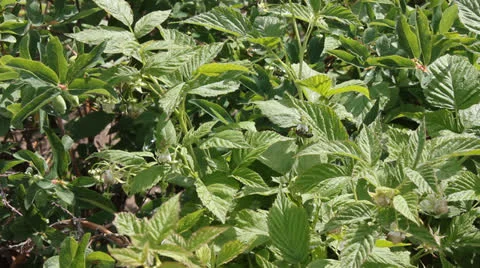 Raspberry bush 6645 Stock Footage 25599117