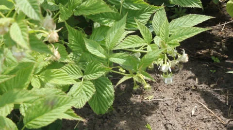 Raspberry bush 6646 Stock Footage 25599081