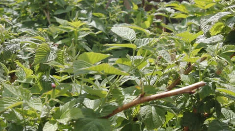 Raspberry bush 6647 Stock Footage 25599136