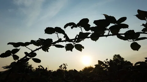 Raspberry Bush against the Sun. Beautiful Plant 4K Stock Footage 스톡 동영상 114600003