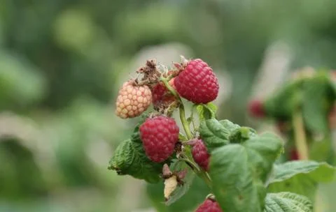 Raspberry bush with berries. Stock Photos