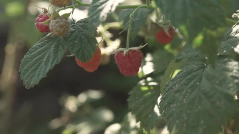 Raspberry bush with berry Stock Footage 93570283