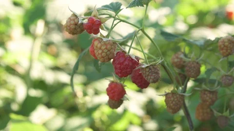 Raspberry bush with berry in sunny day Stock Footage 93570331