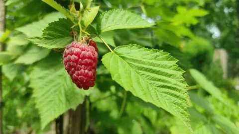 Raspberry bush close up Stock Footage 201026199