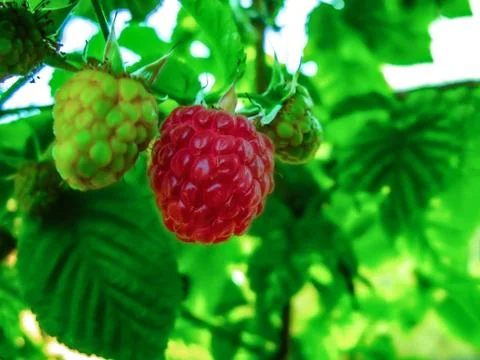 Raspberry on a bush close-up Stock Photos