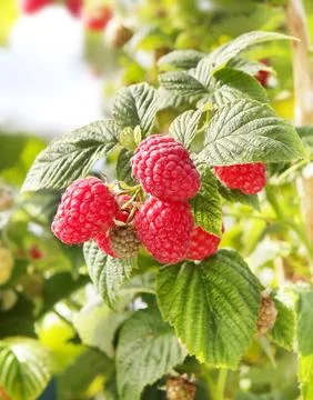 Raspberry bush close-up. Stock Photos