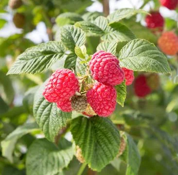 Raspberry bush close-up. Stock Photos