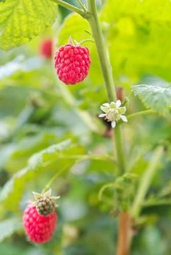 Raspberry bush close-up. Stock Photos