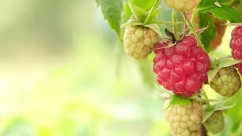 Raspberry on bush, copy space. Stock Footage 242831756