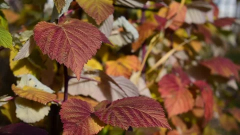 Raspberry Bush Fall Time Stock Footage 171247755