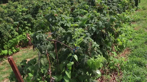 Raspberry Bush Field Tilt Up Video stock 67437550