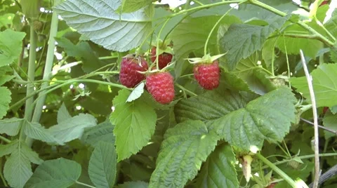 Raspberry bush Stock-Footage 8561972