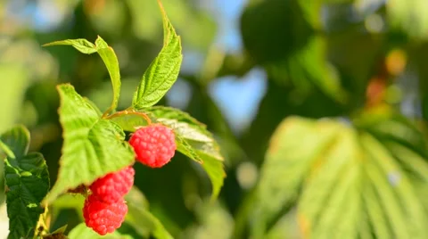 Raspberry bush Stock Footage 53941511