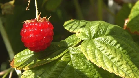 Raspberry on a bush. Stock Footage 70304091