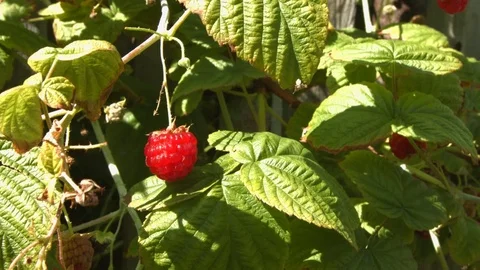 Raspberry on a bush. Stock Footage 70304149