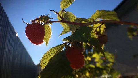 Raspberry on the bush Stock Footage 93002570
