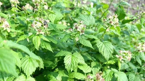 Raspberry bush Stock Footage 199505845