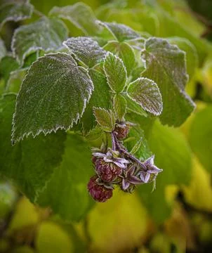 Raspberry bush with freezing berries covered with white frost in autumn garde Stock Photos
