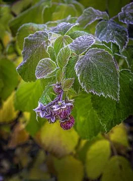 Raspberry bush with freezing berries covered with white frost in autumn garde Stock Photos