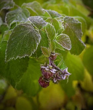 Raspberry bush with freezing berries covered with white frost in autumn garde Stock Photos