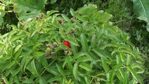 Raspberry bush with fresh berries. Raspberry bush in summer. Stock Footage 113642868