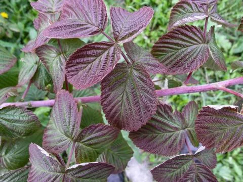 Raspberry bush. Fresh green leaf. Village. Foliage. Raspberries plant leaves. Stock Photos